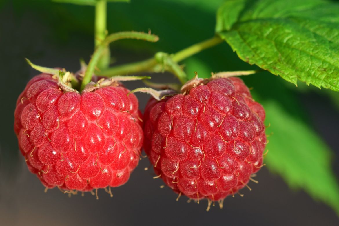 raspberry real